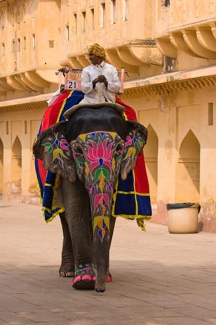 Decorated elephant Jaipur