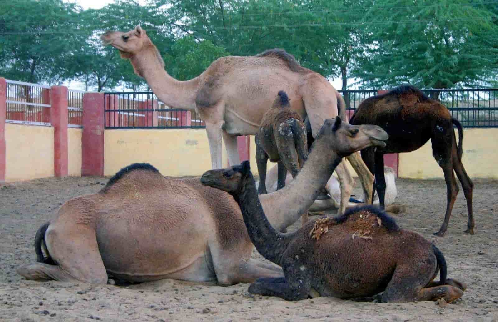 Udaipur, Chittorgarh, Pushkar, Bikaner, Jaisalmer, Jodhpur, Mount Abu