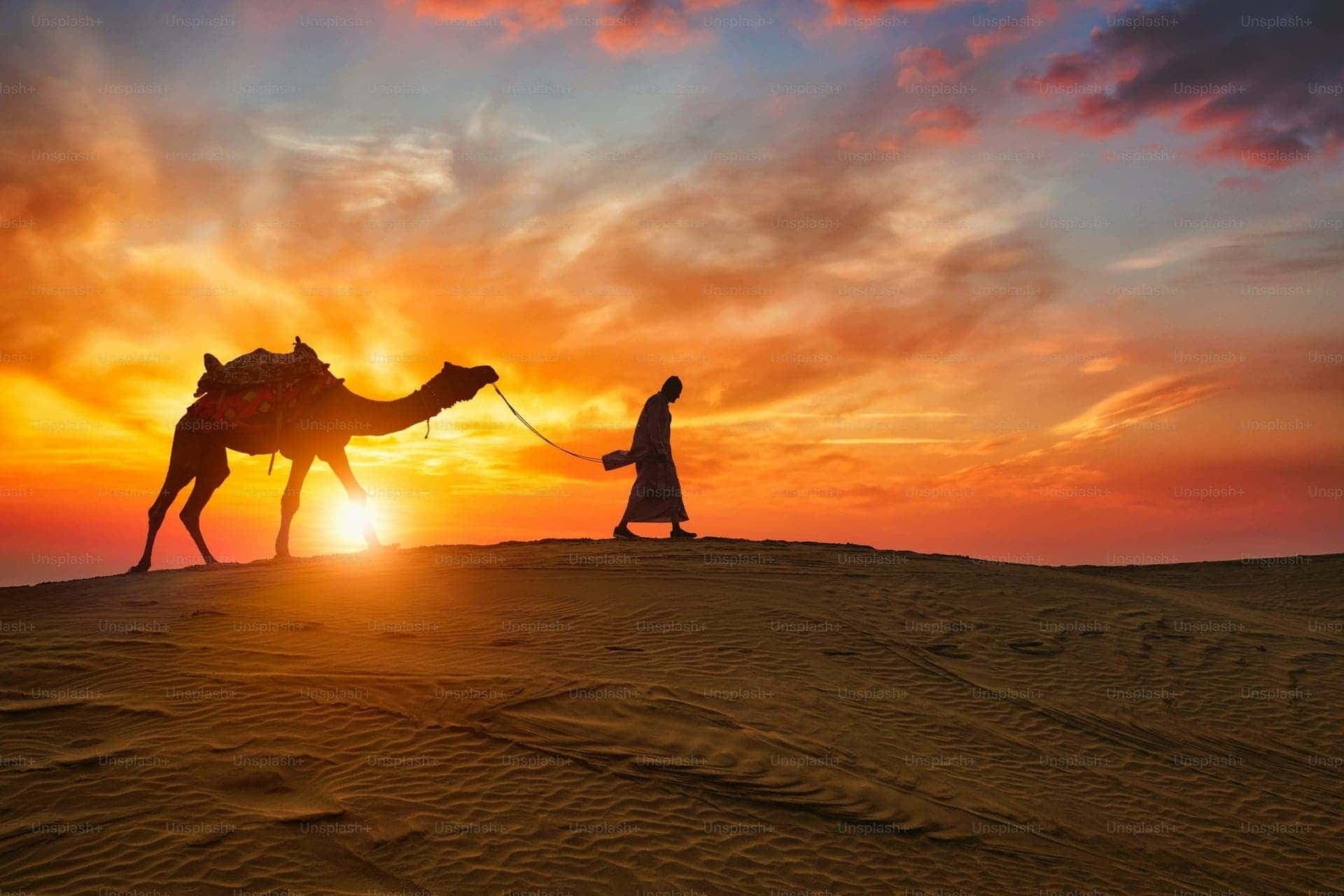 Camel in Rajasthan sand dunes 5 days tour