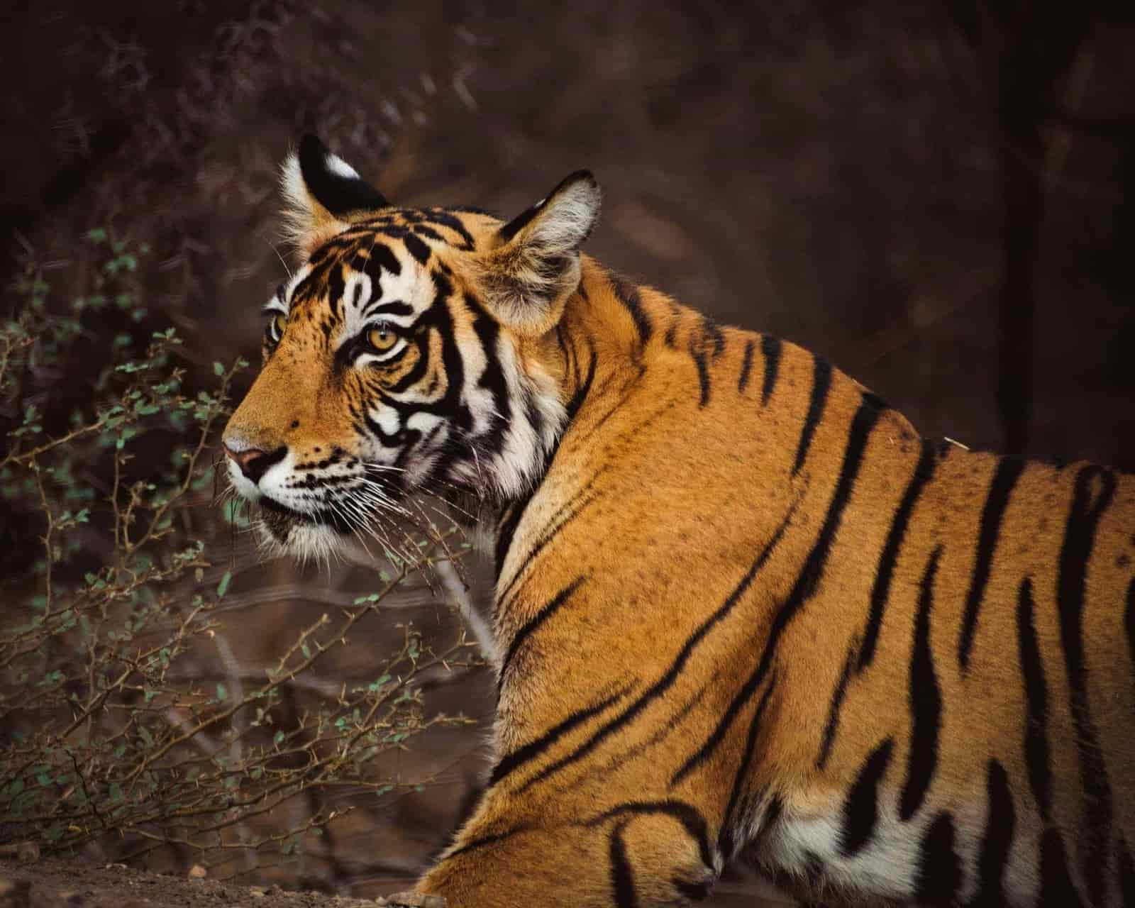 4 Days Rajasthan Tours