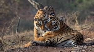 Jaipur, Ranthambhore