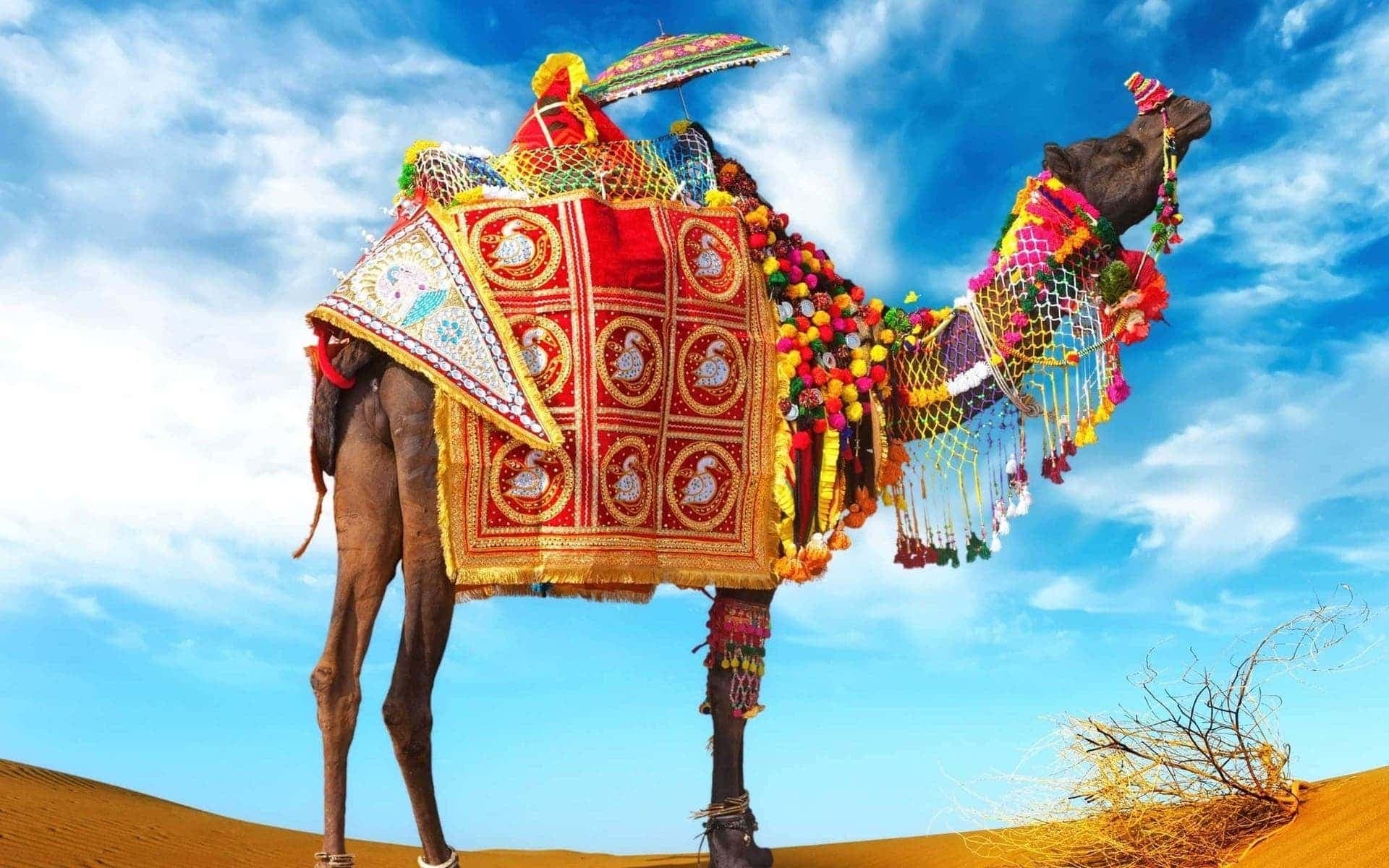 Camel Safari in 2 days Rajasthan tour